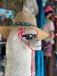 Cool Lama, California